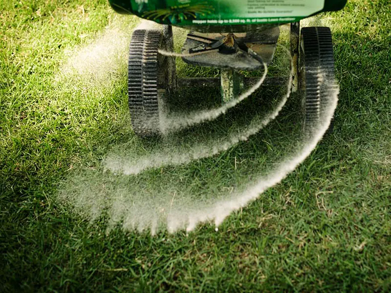 Healthy lawn and landscape detail